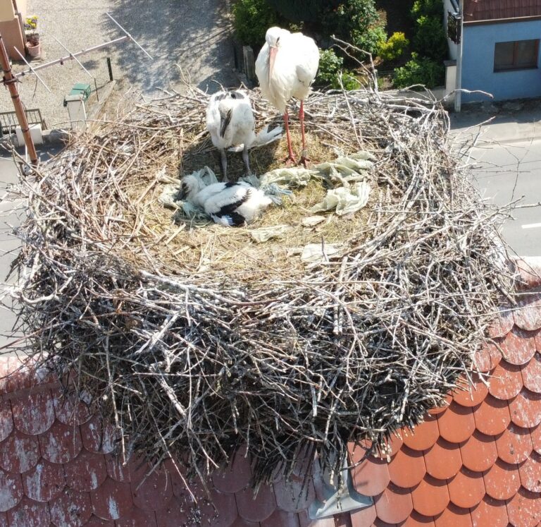 2 naissances pendant le confinement