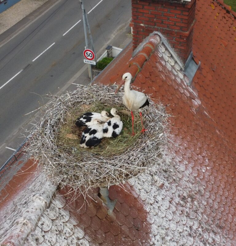 Cigognes une année féconde
