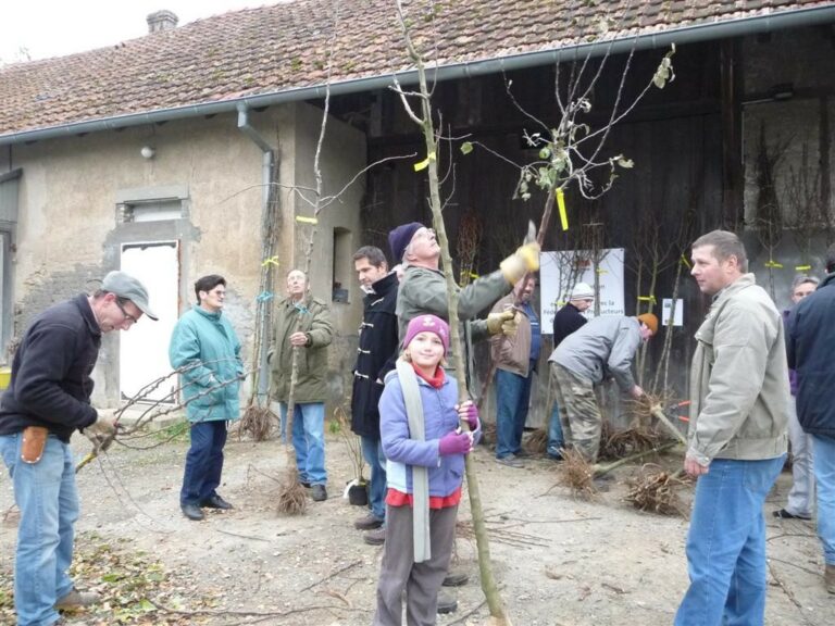 Les arbres de la Sainte Catherine